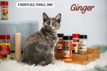 Ginger -  Domestic Short Hair Cat for Adoption in Sevierville, Tennessee - Ginger | PetCurious