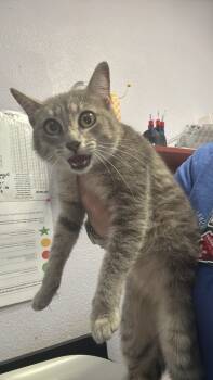 Rescue Domestic Short Hair Cats for Adoption in New Braunfels, Texas - Lucy Ferry | PetCurious