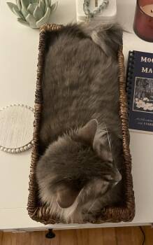 Lucy. (Long Haired Senior) -  Domestic Long Hair Cat for Adoption in Mobile, Alabama - Lucy. (Long Haired Senior) | PetCurious