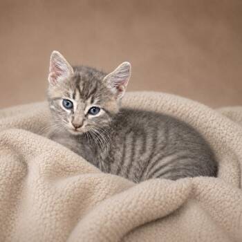 Kip -  Domestic Short Hair Cat for Adoption in Heber Springs, Arkansas - Kip | PetCurious