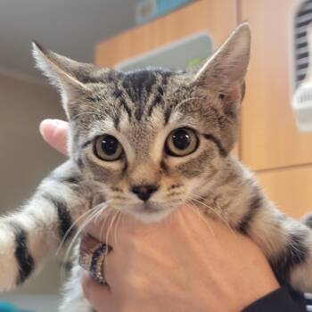 Rescue Domestic Short Hair Cats for Adoption in Troy, Illinois - Autumn | PetCurious