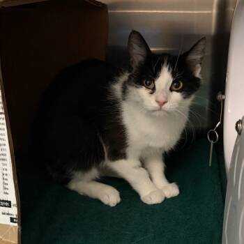 Domestic Short Hair Cats Available for Adoption in West Olive, Michigan - Seat Belt (Critter Barn) | PetCurious