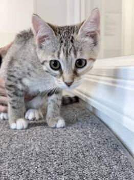 Domestic Short Hair Cats Available for Adoption in Venice, Florida - Cadbury | PetCurious