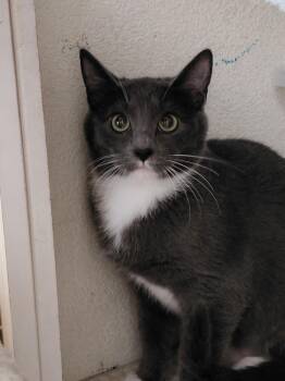 Russian Blue Cats Available for Adoption in Lakeport, California - Ivy | PetCurious