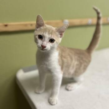 COGSWORTH -  Domestic Short Hair Cat for Adoption in Kyle, Texas - COGSWORTH | PetCurious