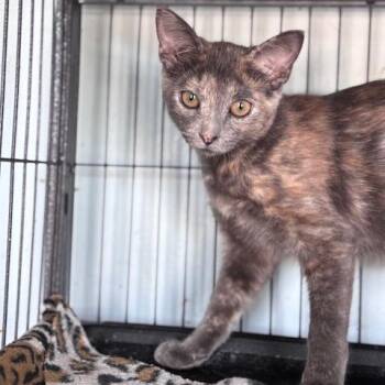 Missy (26-7731) -  Domestic Short Hair Cat for Adoption in Fort Smith, Arkansas - Missy (26-7731) | PetCurious