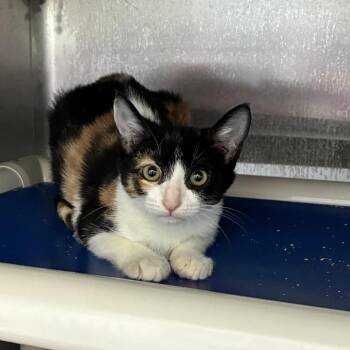 Selfie Stick -  Domestic Short Hair Cat for Adoption in Carencro, Louisiana - Selfie Stick | PetCurious