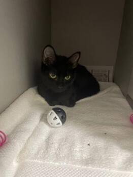 Domestic Short Hair Cats Available for Adoption - Esme | PetCurious