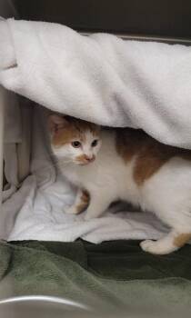 Domestic Short Hair Cats Available for Adoption - FANTA | PetCurious