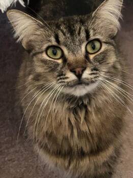 Freya BONDED to Thor -  Maine Coon Cat for Adoption in Anthem, Arizona - Freya BONDED To Thor | PetCurious