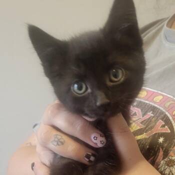 Stella -  Domestic Short Hair Cat for Adoption in Layton, Utah - Stella | PetCurious
