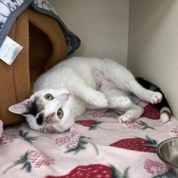 Domestic Short Hair Cats Available for Adoption in Philadelphia, Pennsylvania - Sunflower | PetCurious