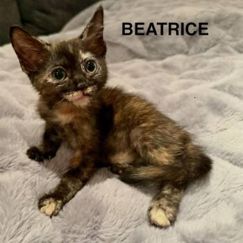 Beatrice -  Domestic Short Hair Cat for Adoption in Spokane, Washington - Beatrice | PetCurious