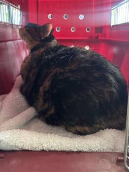 ATHENA -  Domestic Short Hair Cat for Adoption in San Antonio, Texas - ATHENA | PetCurious