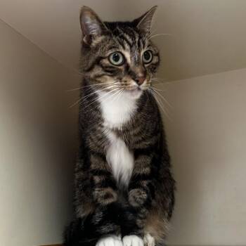 Milo -  Domestic Short Hair Cat for Adoption in Murray, Utah - Milo | PetCurious