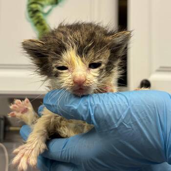 Domestic Short Hair Cats Available for Adoption in Greenville, South Carolina - Tulip | PetCurious