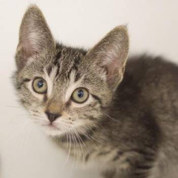Breadsticks -  Domestic Short Hair Cat for Adoption in Verona, Wisconsin - Breadsticks | PetCurious