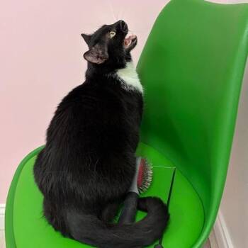 Sheila -  Domestic Short Hair Cat for Adoption in Dayton, Ohio - Sheila | PetCurious