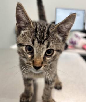 Steamed Cabbage -  Domestic Short Hair Cat for Adoption - Steamed Cabbage | PetCurious