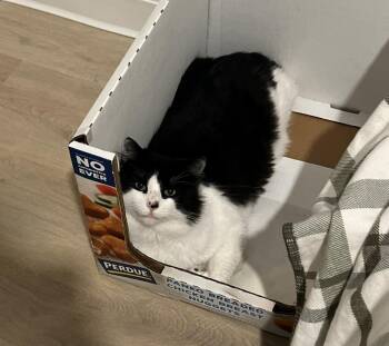 Maine Coon Cats Available for Adoption - Panda Bear | PetCurious