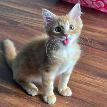 Mirin -  Domestic Long Hair Cat for Adoption in Newport News, Virginia - Mirin | PetCurious