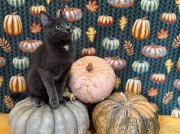 Rescue Russian Blue and Domestic Short Hair Cats for Adoption in Springfield, Oregon - Sierra | PetCurious