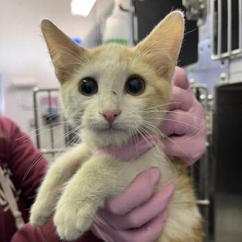 Taco -  Domestic Short Hair Cat for Adoption in Salt Lake City, Utah - Taco | PetCurious