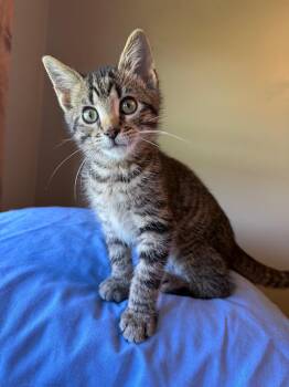 Bismarck Eugene -  Domestic Short Hair Cat for Adoption in Hartville, Ohio - Bismarck Eugene | PetCurious