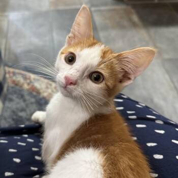 Cheesecake -  Domestic Short Hair Cat for Adoption in Bentonville, Arkansas - Cheesecake | PetCurious