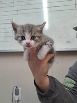 Missy -  Domestic Short Hair Cat for Adoption in Fayetteville, Tennessee - Missy | PetCurious