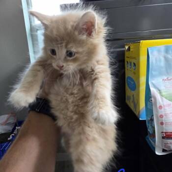 New Baby 1 -  Domestic Medium Hair Cat for Adoption in Maple Falls, Washington - New Baby 1 | PetCurious