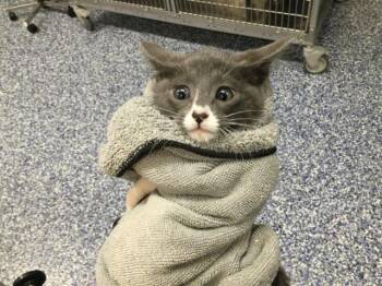 Domestic Short Hair Cats Available for Adoption in Thousand Palms, California - A1918821 | PetCurious