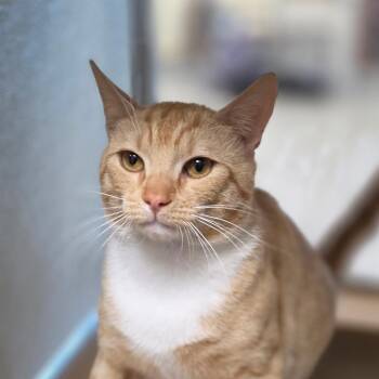 Firestar -  Domestic Short Hair Cat for Adoption in Chatham, Virginia - Firestar | PetCurious