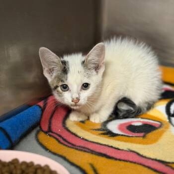 Stormi -  Domestic Short Hair Cat for Adoption in Fort Smith, Arkansas - Stormi | PetCurious