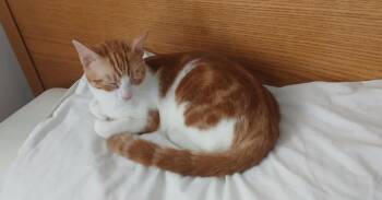 Mesteka -  Egyptian Mau and Bengal Cat for Adoption in Wolcott, Connecticut - Mesteka | PetCurious