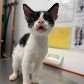 Dot -  Domestic Short Hair Cat for Adoption in Sarasota, Florida - Dot | PetCurious