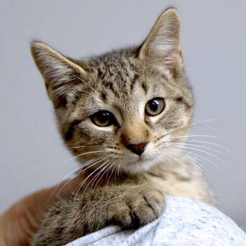 Tom (AO37681) -  Domestic Short Hair Cat for Adoption in Kansas City, Kansas - Tom (AO37681) | PetCurious