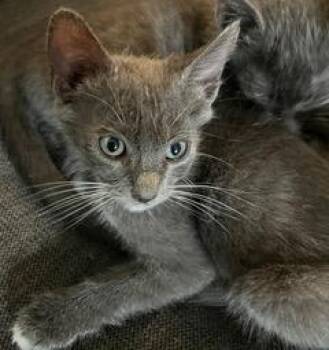 BOOTS -  Domestic Short Hair Cat for Adoption in Camarillo, California - BOOTS | PetCurious
