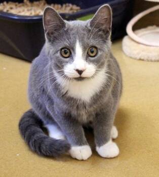 Rescue Domestic Short Hair Cats for Adoption in Mansfield, Massachusetts - Brandy Lynn | PetCurious