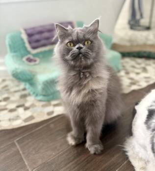 Persian Cats Available for Adoption in Kenosha, Wisconsin - ELOISE | PetCurious