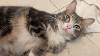 Rescue Domestic Short Hair Cats for Adoption in New York, New York - Strudel | PetCurious