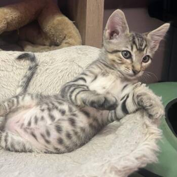 Peanut -  Domestic Short Hair Cat for Adoption in San Diego, California - Peanut | PetCurious