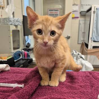 Scooby -  Domestic Short Hair Cat for Adoption in Sarasota, Florida - Scooby | PetCurious