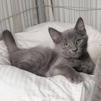 IVONA -Bonded with ISAIAH -  Domestic Short Hair Cat for Adoption in Delhi, Ontario - IVONA -Bonded With ISAIAH | PetCurious