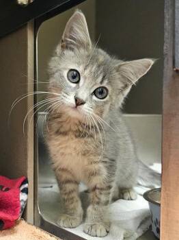 DIOR -  Domestic Medium Hair Cat for Adoption in Clyde, North Carolina - DIOR | PetCurious