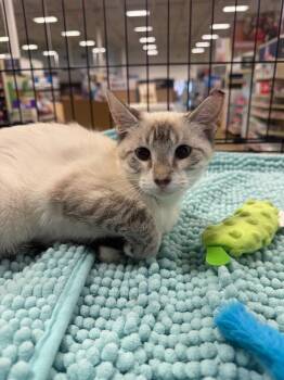 Loki -  Domestic Short Hair Cat for Adoption in Warrenville, South Carolina - Loki | PetCurious