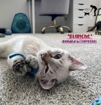Blanche (Bonded w/Dorothy) -  Domestic Short Hair Cat for Adoption in Centerville, Utah - Blanche (Bonded W/Dorothy) | PetCurious