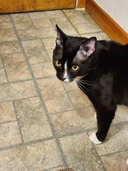 Oreo -  Domestic Short Hair Cat Available for Adoption in Sainte-martine, Quebec - Oreo | PetCurious