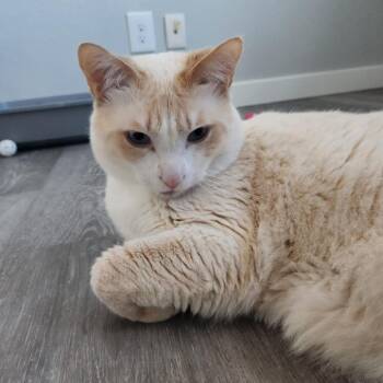 Goody -  Domestic Short Hair Cat Available for Adoption in Talent, Oregon - Goody | PetCurious