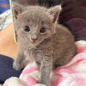 Domestic Short Hair Cats Available for Adoption in Volcano, Hawaii - Sushi | PetCurious